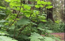 Tongass Rainforest Hiking Expedition5