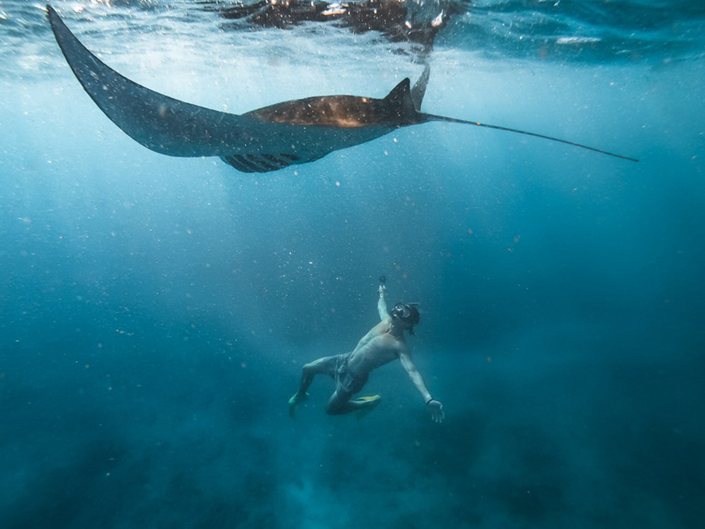 From Bali: Snorkeling At Manta Point Nusa Penida