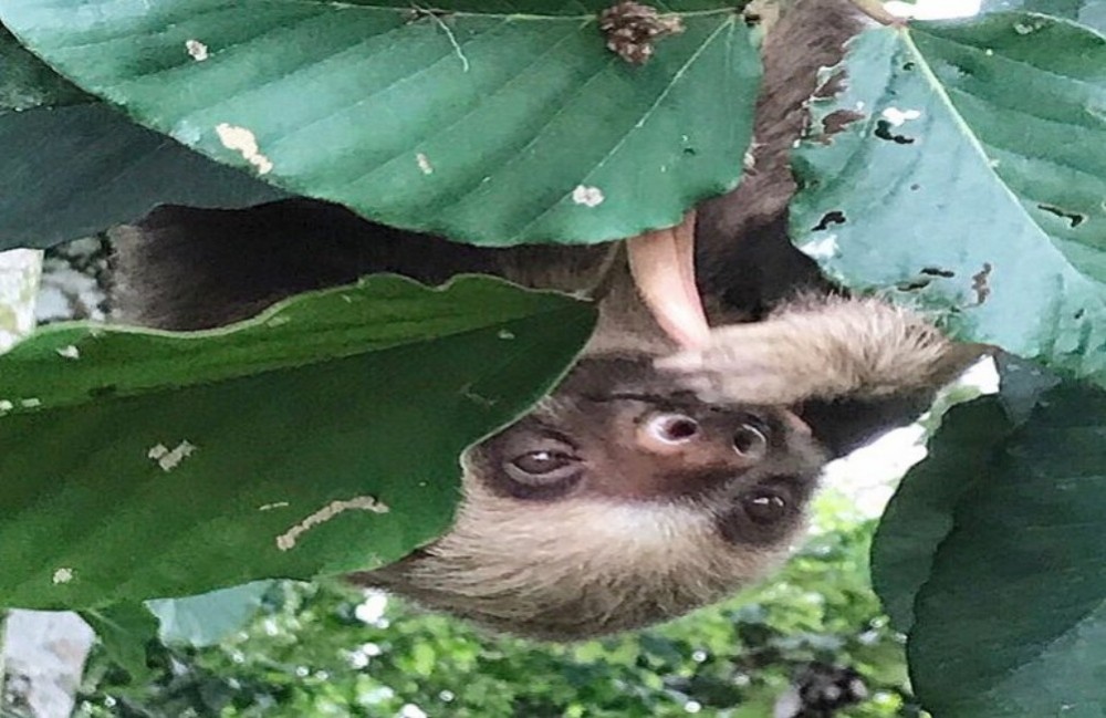 Sloth Tour at the Arenal Volcano - La Fortuna | Project Expedition