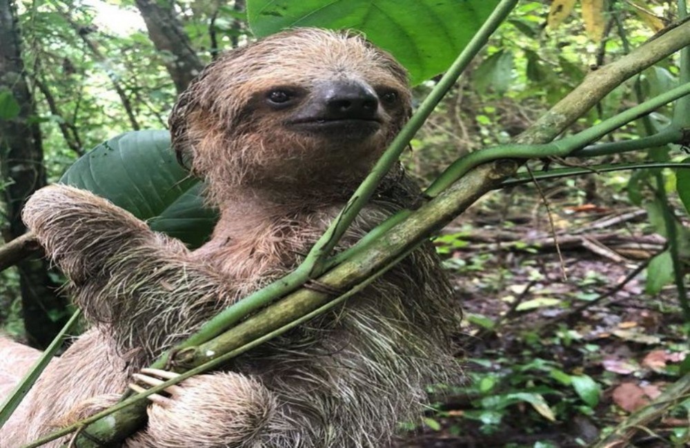 Sloth Tour at the Arenal Volcano - La Fortuna | Project Expedition
