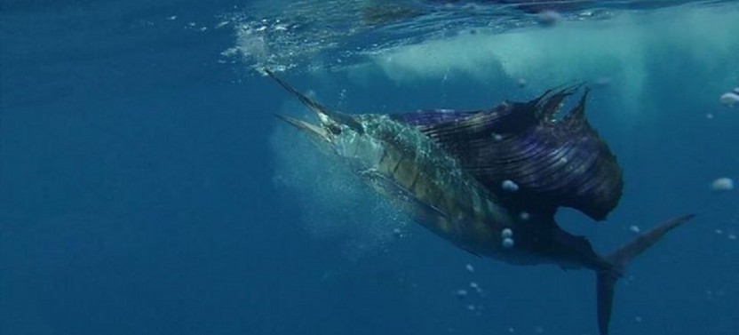 Private Half Day Sport Fishing 32ft from Flamingo Beach