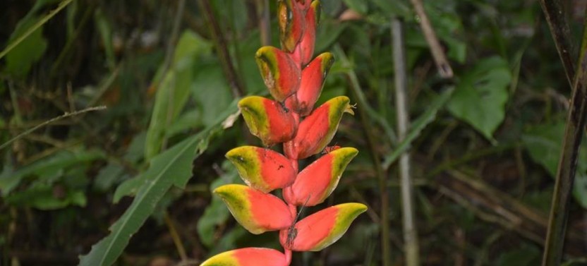 Tenorio Hanging Bridges & Nature Reserve Tour
