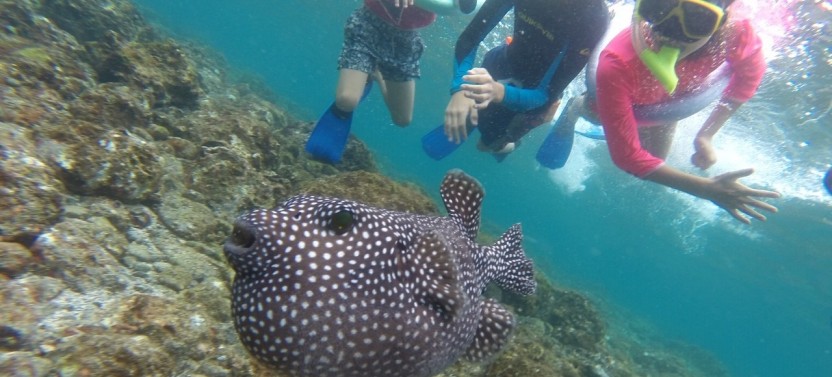 Private Snorkeling Trip at Flamingo Beach