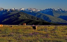 Olympic National Park Small Group Tour