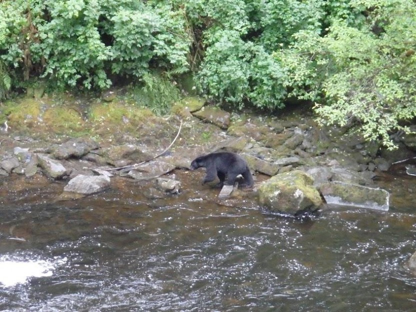 Black Bear Expedition