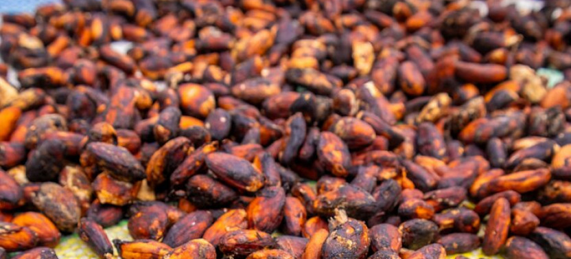 Bean To Bar Cocoa And Chocolate Workshop