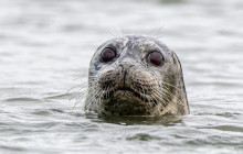 Ireland's Eye Ferries5