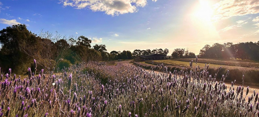 Pinnacles & Lobster Yanchep Day Tour