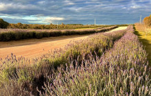 Autopia Tours (Western Australia)13