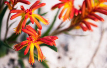 Autopia Tours (Western Australia)23