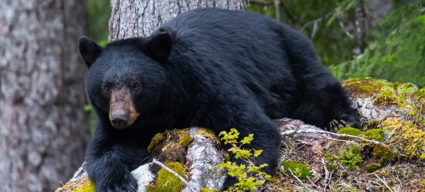 Bear Viewing Tour