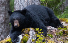 Whistler Photo Safaris Ltd2