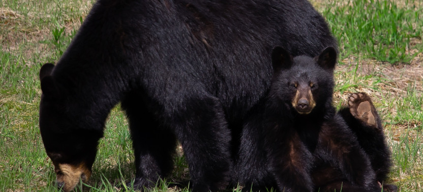 Bear Viewing Tour