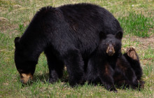 Whistler Photo Safaris Ltd3