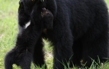 Whistler Photo Safaris Ltd5