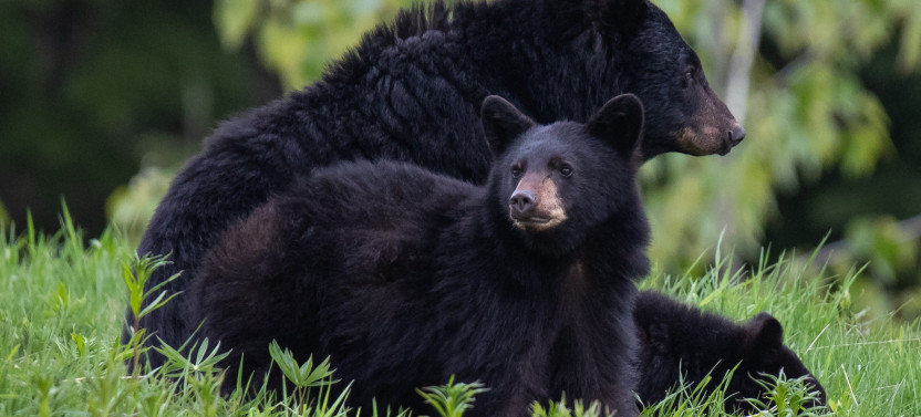 Bear Viewing Tour