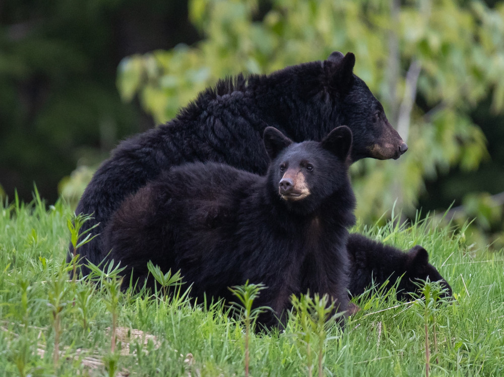 Bear Viewing Tour
