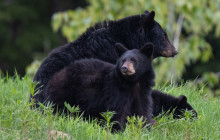 Whistler Photo Safaris Ltd1
