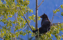 Whistler Photo Safaris Ltd6