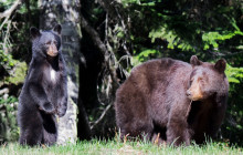 Whistler Photo Safaris Ltd9