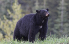 Whistler Photo Safaris Ltd10