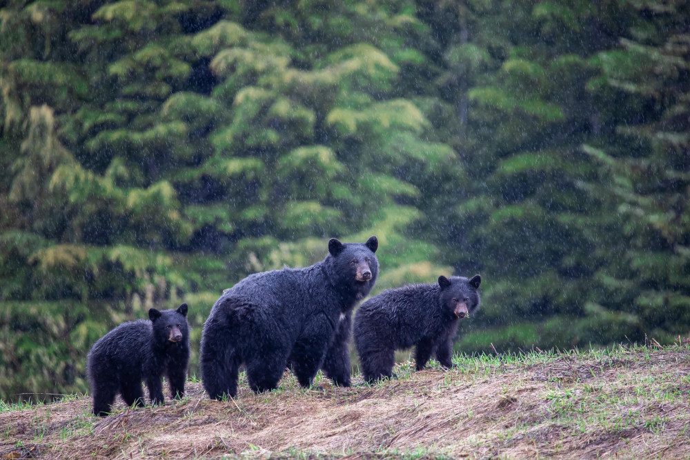 Whistler Photo Safaris Ltd
