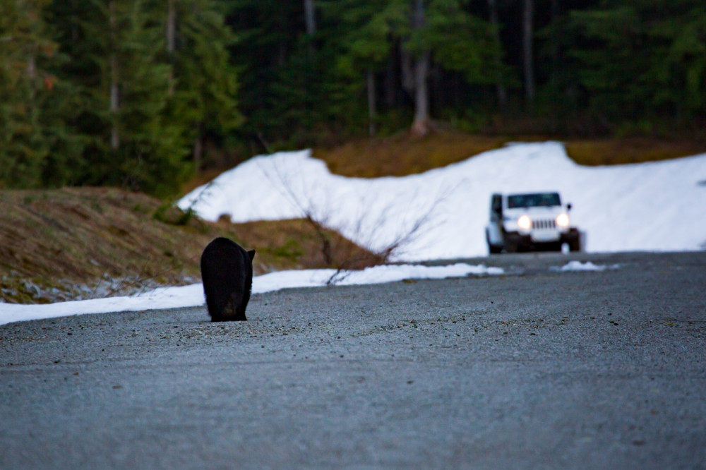 Whistler Photo Safaris Ltd