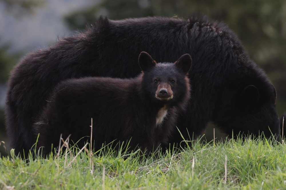Whistler Photo Safaris Ltd