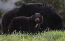 Whistler Photo Safaris Ltd13