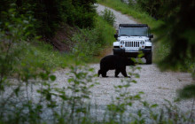 Whistler Photo Safaris Ltd4