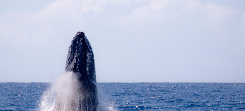 Waikiki 2 Hour Whale Watch