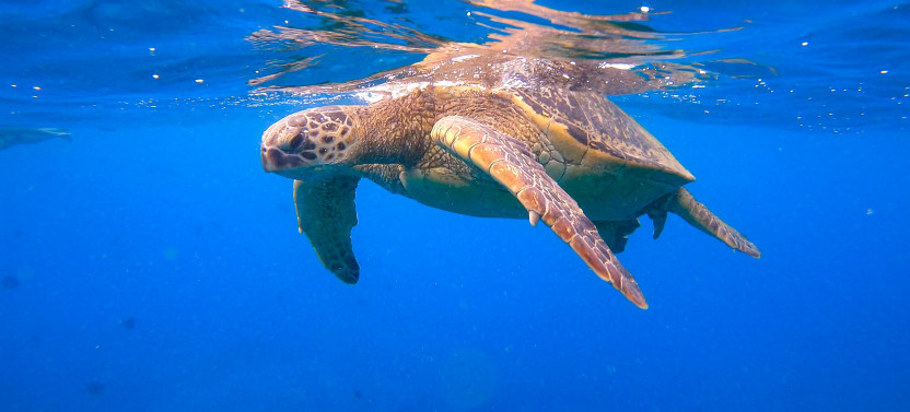 Waikiki Sail & Snorkel Cruise
