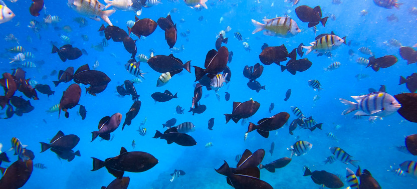 Waikiki Sail & Snorkel Cruise