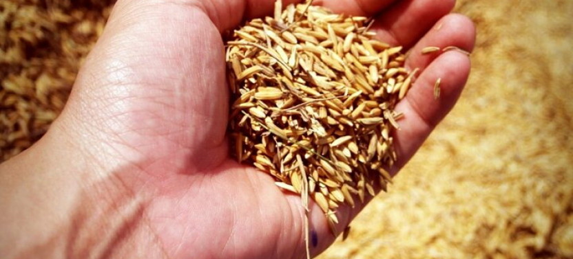 A Rice Journey in Luang Prabang