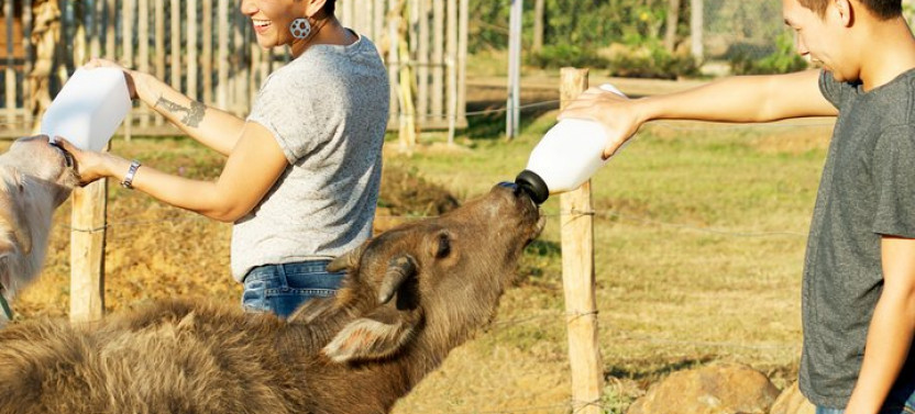 Kuang Si Waterfalls & Lao Buffalo Dairy Farm