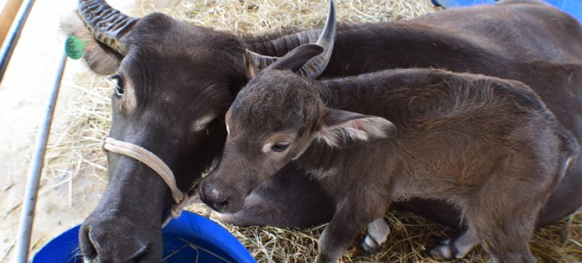 Kuang Si Waterfalls & Lao Buffalo Dairy Farm