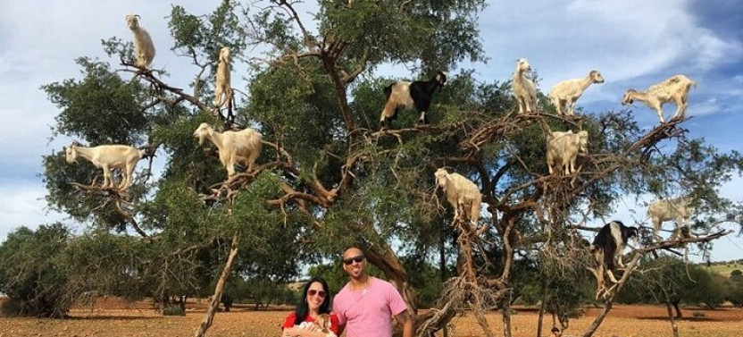 Taroudant & Tiout Treasures : Full Day Trip with Dinner – Agadir