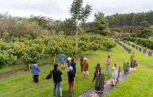 History Of Chocolate And Hawaiian Craft Chocolate Tasting - Hawaii 