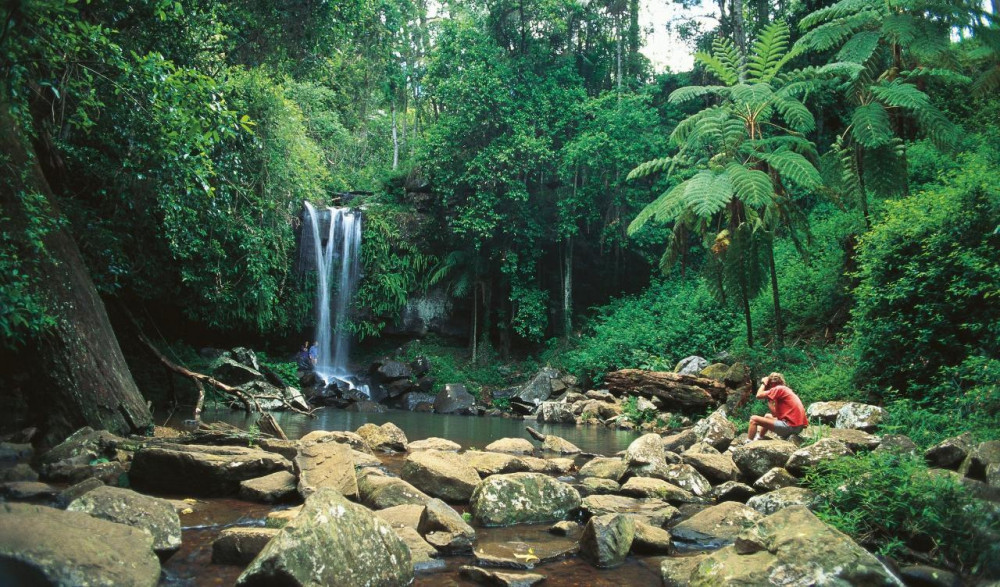 Tamborine Rainforest Skywalk + Hop on Hop Off Day Pass from Brisbane