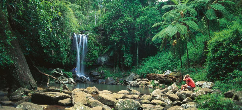Hop on Hop off Bus with Rainforest Skywalk + Glow Worm Caves From Brisbane