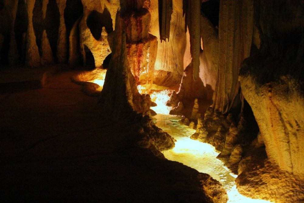 Hop on Hop off Bus with Rainforest Skywalk + Glow Worm Caves From Brisbane