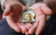 Pearls Of Australia7