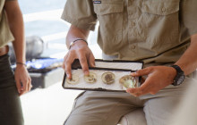 Pearls Of Australia4