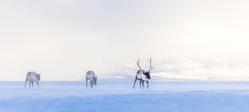 6 Days Landscape Photography Tour To Swedish Lapland (February 2027)