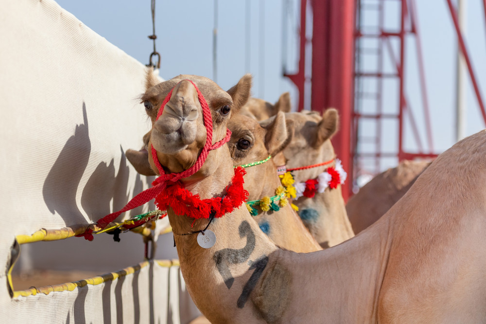 Camel Race