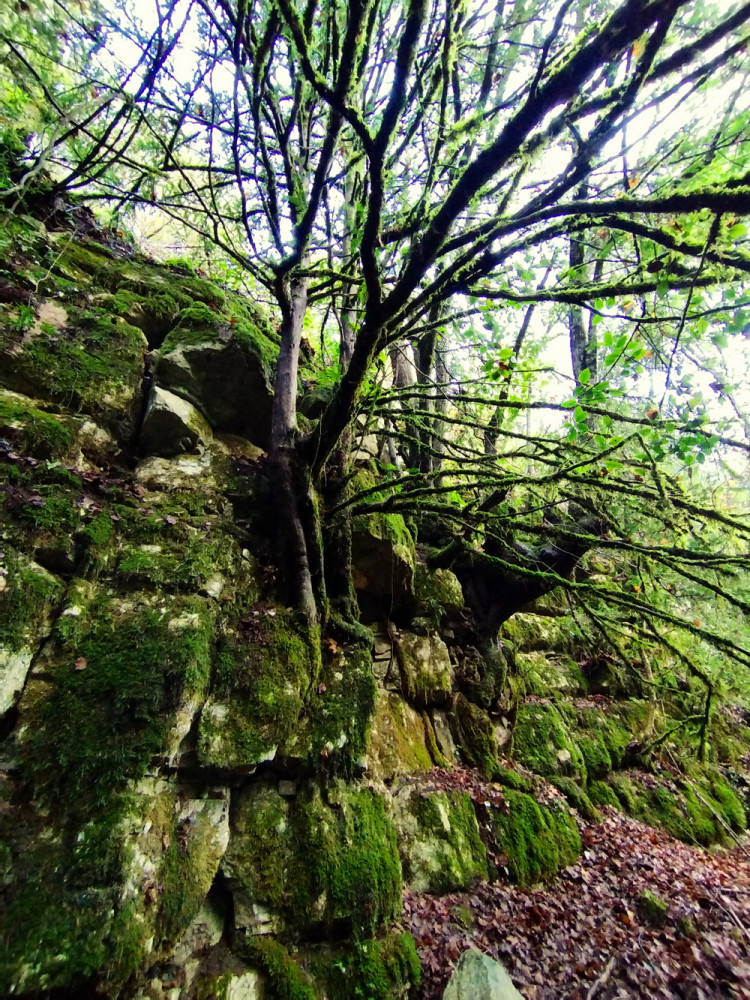 Forest Bathing In Prades Mountains