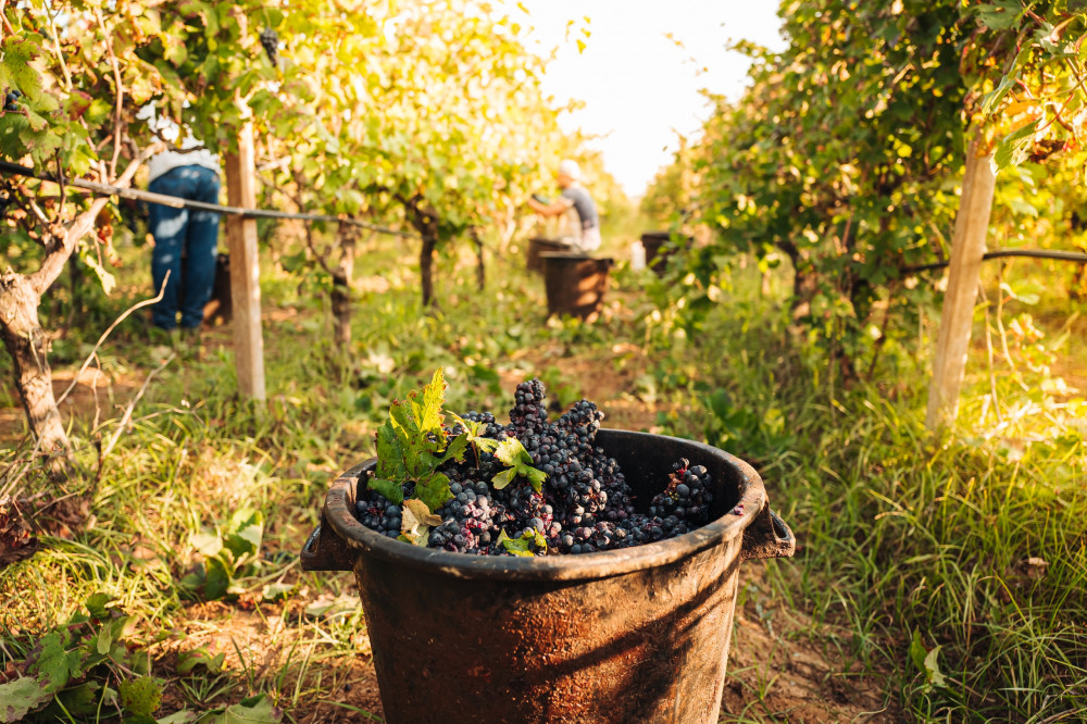 Luxury Wine Tasting