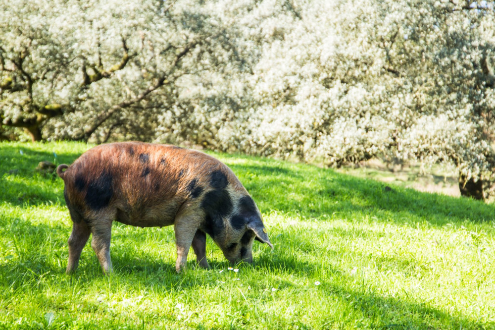 From Seville: Dehesa Pig Farm And Ham Tasting