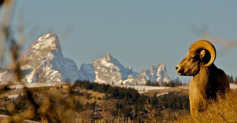Full Day Tour in Grand Teton National Park & Jackson Hole