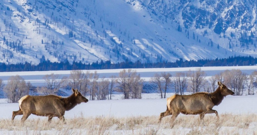 Jackson Hole Eco Tour Adventures